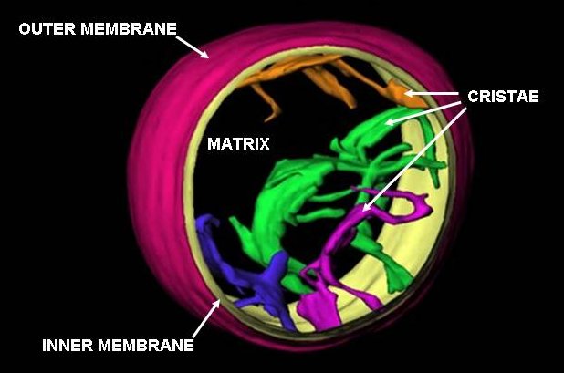 Structural illustration of a mitochondrion