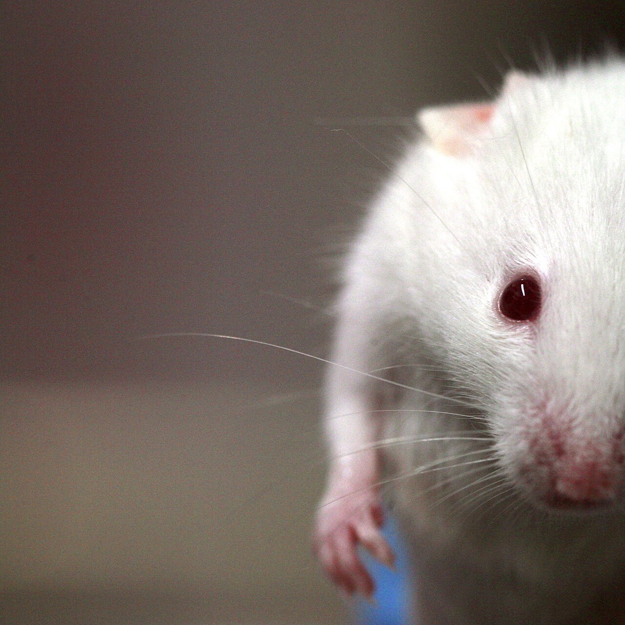A white laboratory mouse