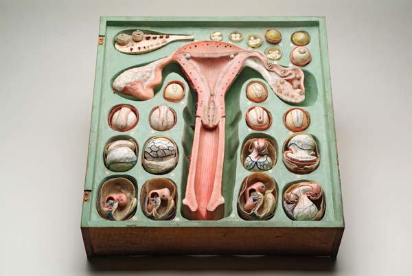 An anatomical model of the uterus