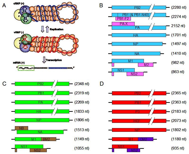 Genomes of influenza viruses (illustrative schematic showing influenza A, B and C genome segments)