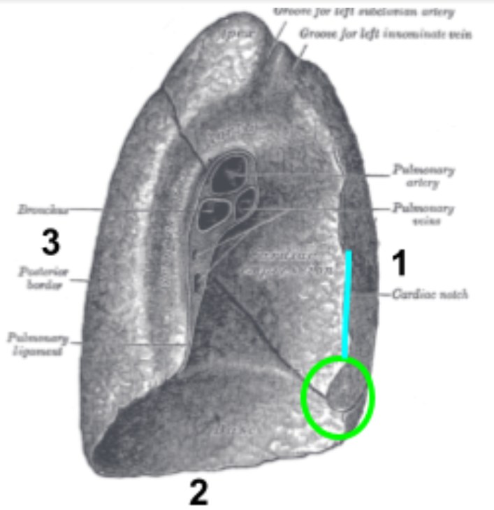 Illustration showing the lung and its anatomical structure