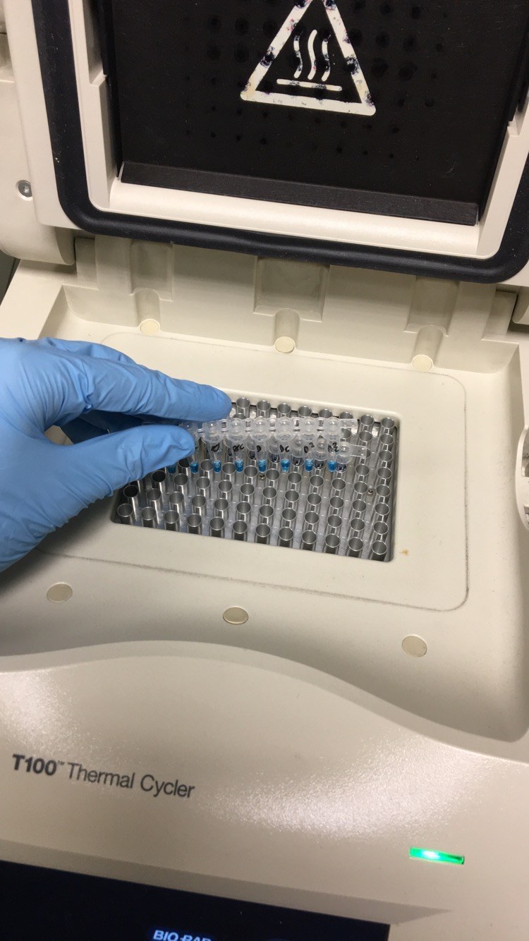 PCR thermocycler (illustrative)