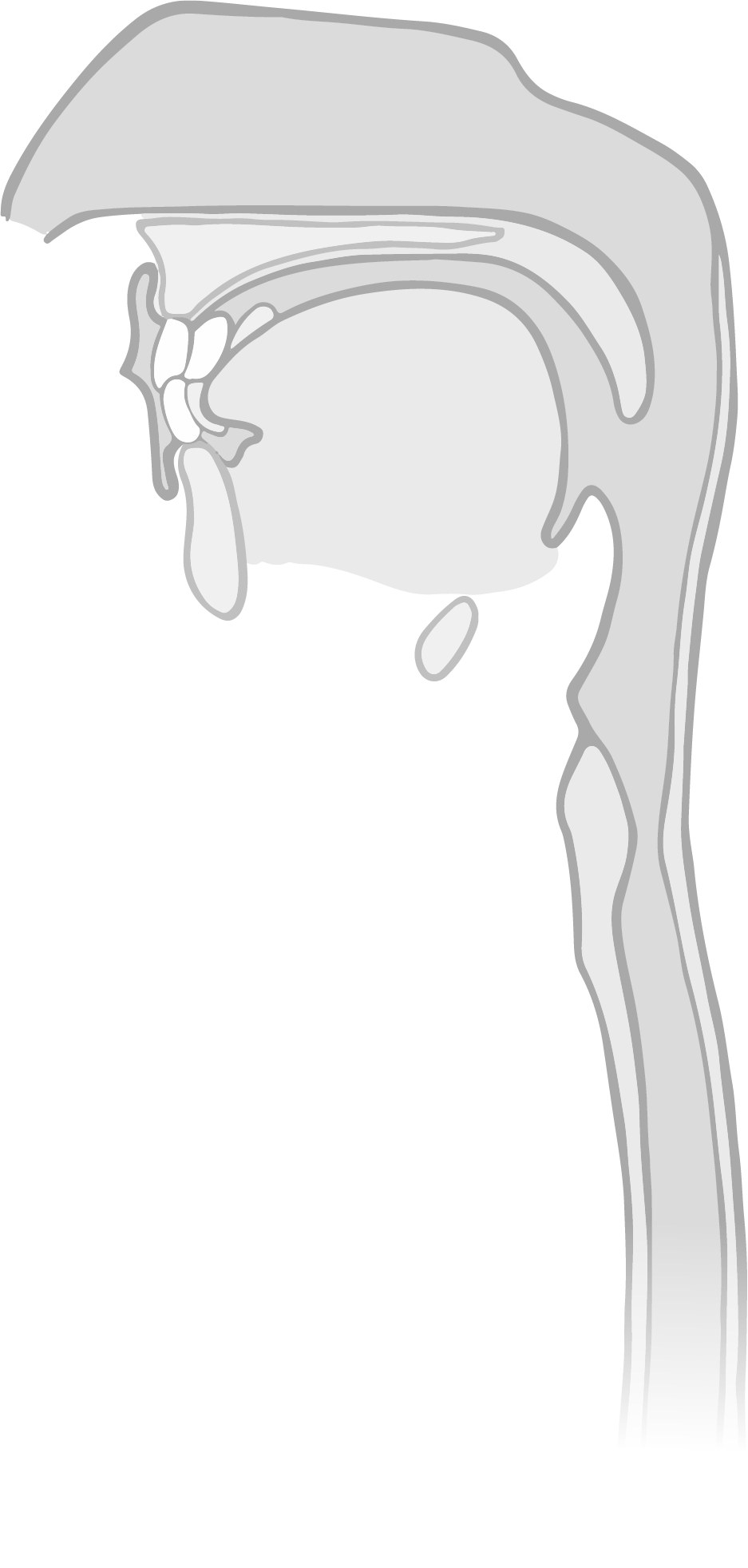 Illustration of the human upper respiratory tract
