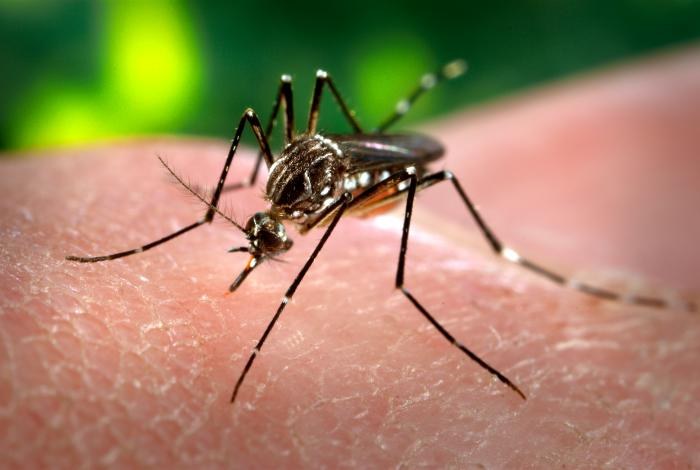 Aedes aegypti (yellow fever) mosquito — illustrative photograph