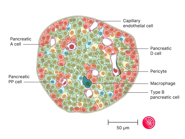 Illustration of the endocrine pancreas (islets of Langerhans) — labelled scientific diagram; suitable as a neutral, illustrative image for GLP‑1 receptor agonist coverage.