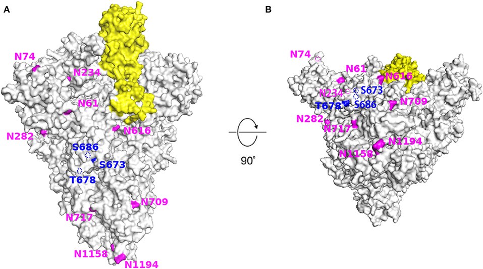 Structural model of the SARS‑CoV‑2 spike protein showing glycosylation sites (illustrative).