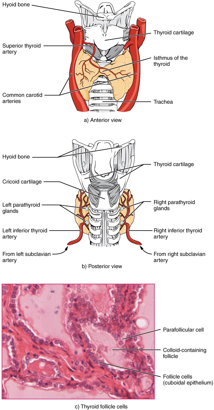 Illustration of the thyroid gland from Anatomy & Physiology (Connexions), labelled image.