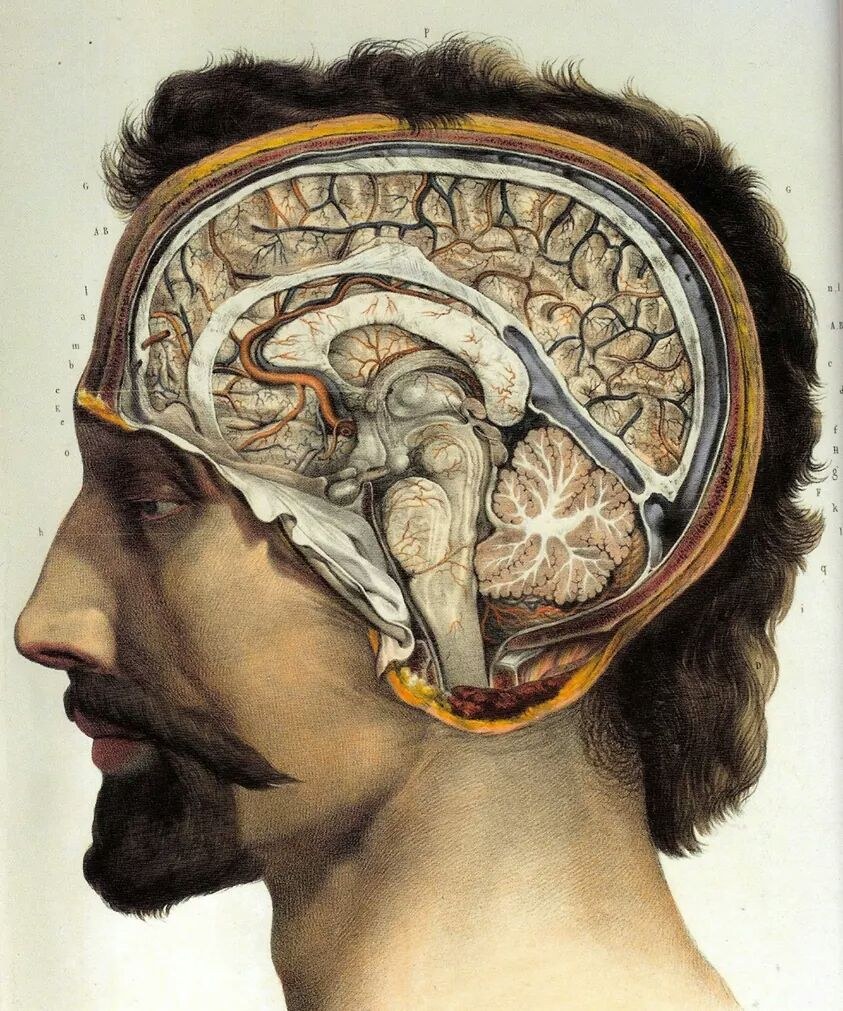 Historic anatomical illustration of a human brain (file image)