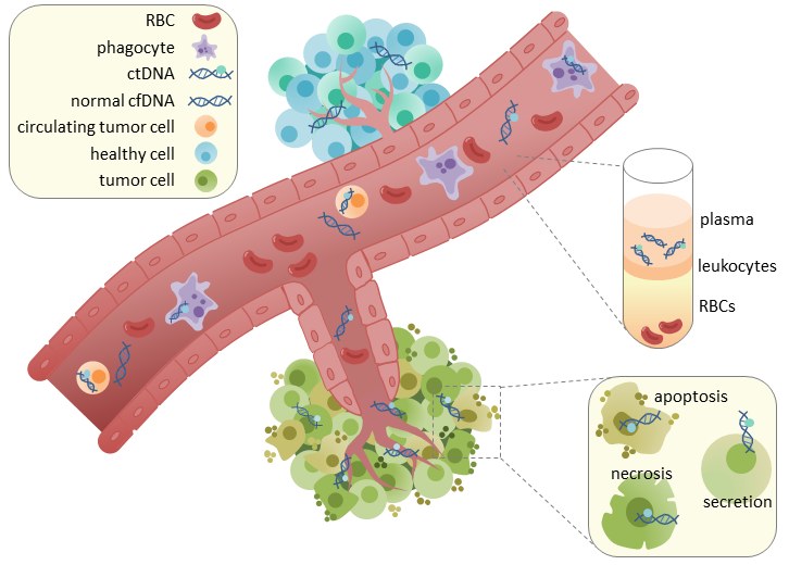 Schematic illustration of circulating tumour DNA (ctDNA) present in plasma and serum, showing that ctDNA can originate from tumour cell death or secretion (illustrative diagram).