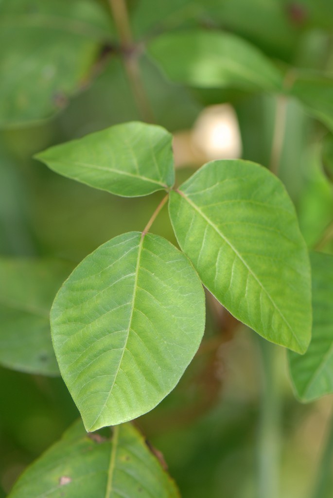 Eastern poison ivy (Toxicodendron radicans) leaves — illustrative photo from Walsingham Nature Reserve, Bermuda