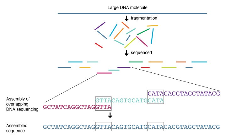 Illustration of shotgun DNA sequencing technique: DNA fragmented and sequenced, with computational reassembly described.