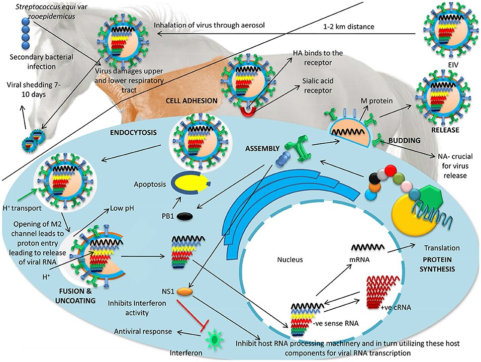 Illustration showing replication and pathogenesis of equine influenza virus (diagram of viral entry and budding) — image does not specifically depict human seasonal influenza or US surveillance data; included image metadata only.
