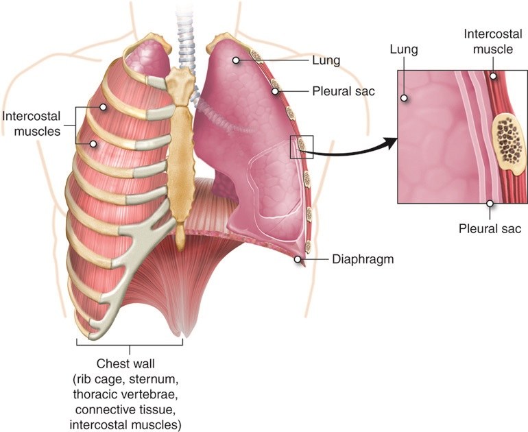 Anatomical illustration of the lungs and chest wall